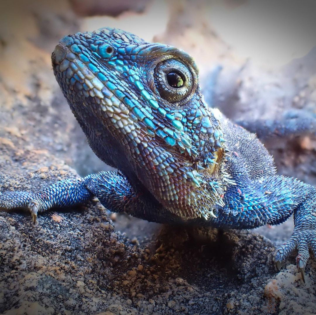 wildlife 004