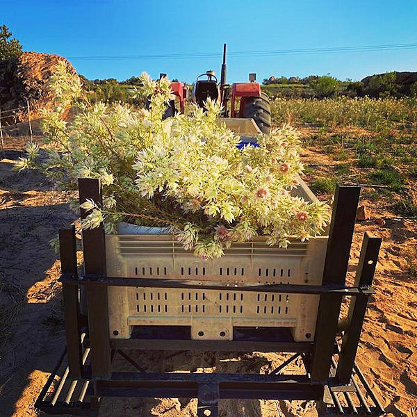 Cape Protea Farm 002