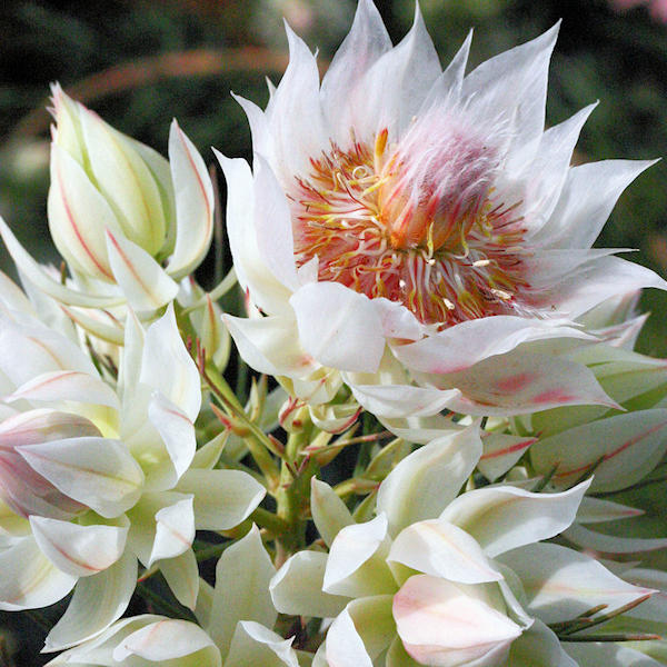 Cape Protea Farm 004