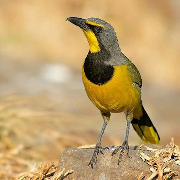 cederberg birding 002