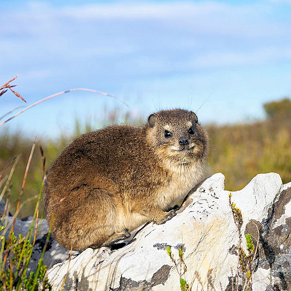 cederberg fauna 003