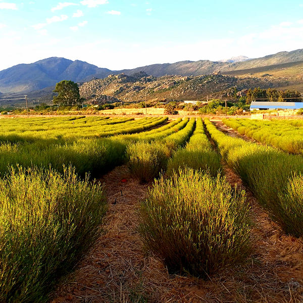 cederberg-farm-006