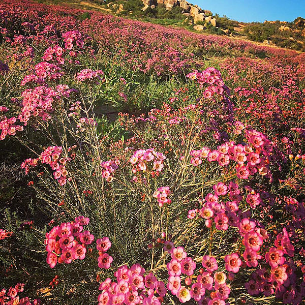 cederberg flora 002