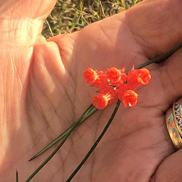 cederberg flora 003