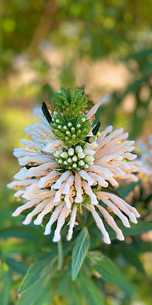 flowers 3